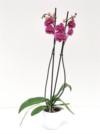 Orchidea puntinata