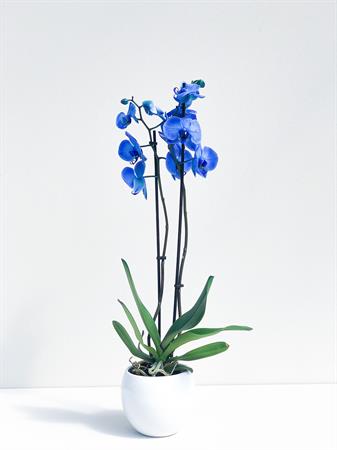 Orchidea blu