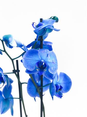 Orchidea blu