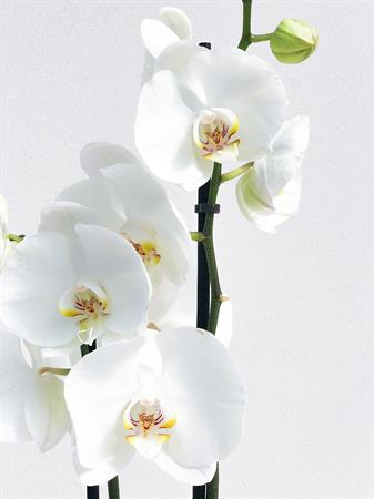 Orchidea bianca
