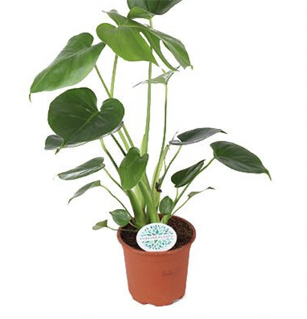 Filodendro Monstera