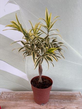 Dracaena Song of India