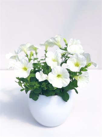 Potunia bianca