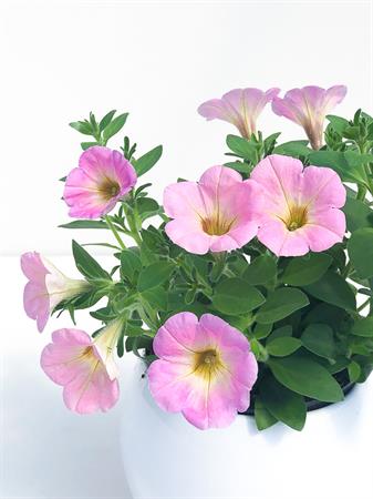 Potunia rosa