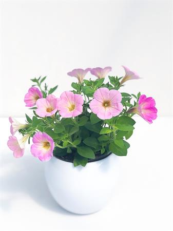 Potunia rosa