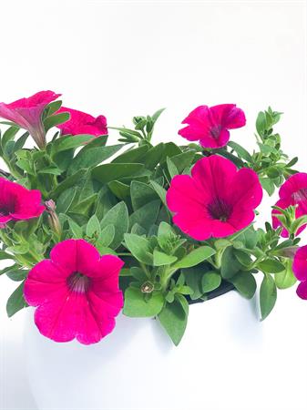 Potunia fucsia