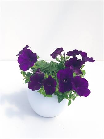 Potunia viola