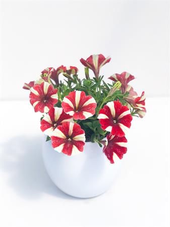 Potunia arancione e bianca