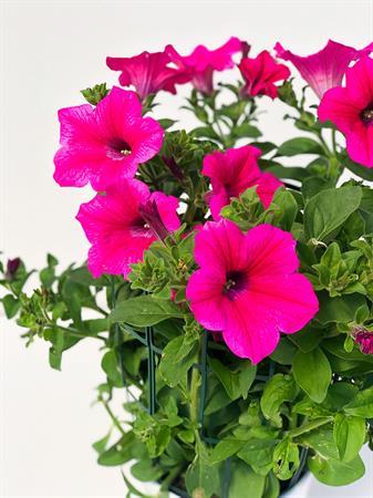 Surfinia Pendula fucsia