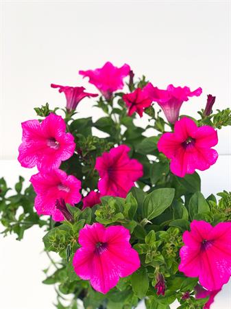 Surfinia Pendula fucsia