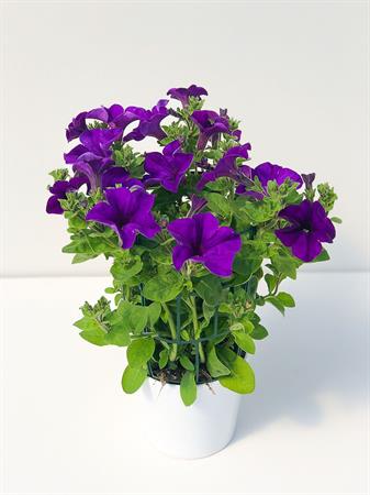 Surfinia Pendula viola