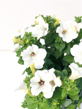 Surfinia Pendula bianca