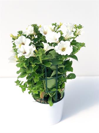 Surfinia Pendula bianca