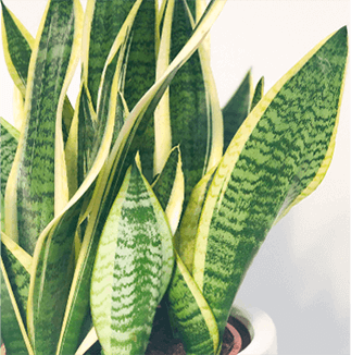 piante-purificatrici-