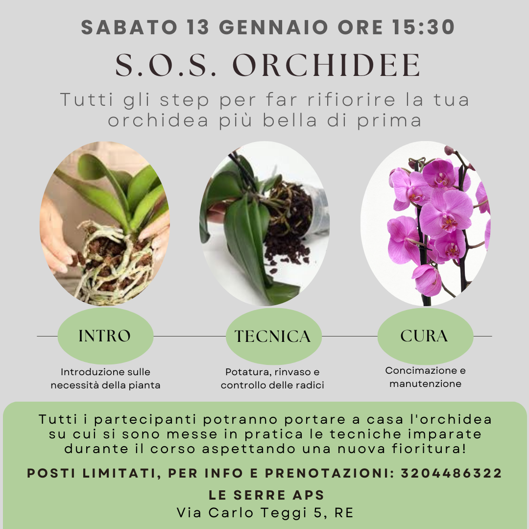 13-gennaio---sos-orchidee