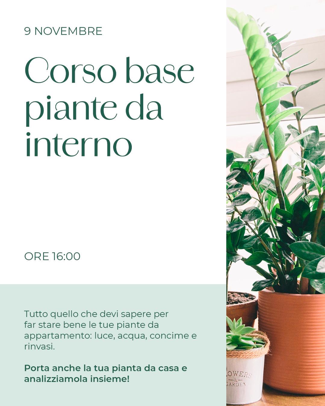 Corso base piante da interno