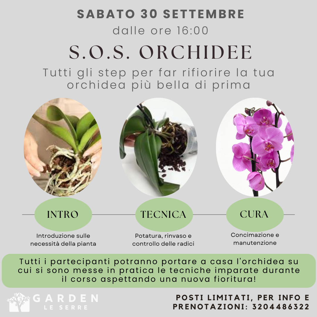 sos-orchidee---30-settembre