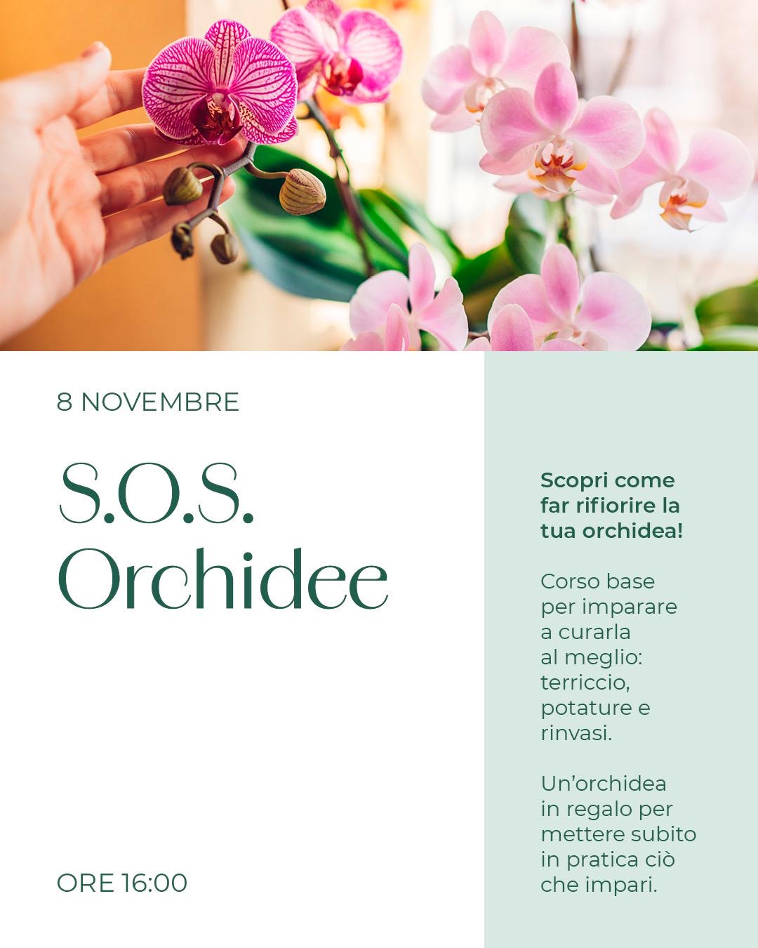 SOS Orchidee
